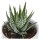 Hei Haworthia, 3 Stück