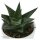 Hei Haworthia, 3 Stück