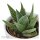 Hei Haworthia, 3 Stück