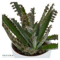 Konnichiwa Kalanchoe, 3 Stück