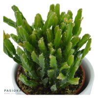 Rausbuddzd Rhipsalis, 3 Stück