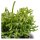 Rausbuddzd Rhipsalis, 3 Stück