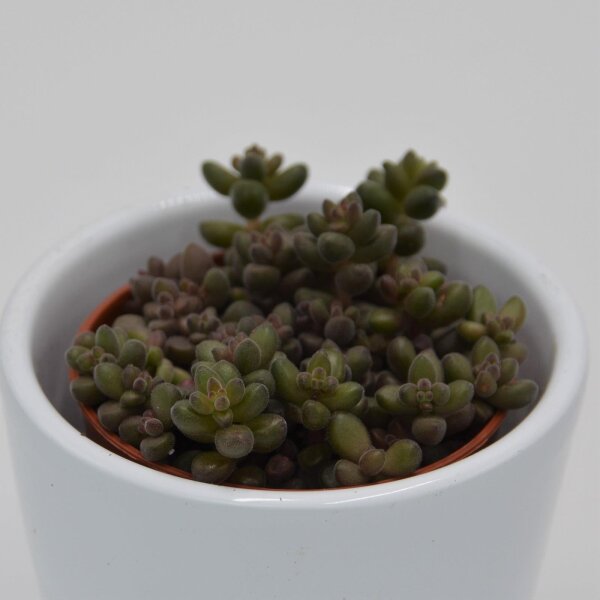 Sedum stahlii - 5,5 cm