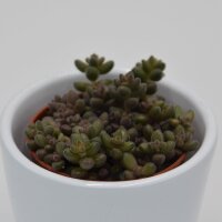 Sedum stahlii - 5,5 cm