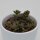 Sedum stahlii - 5,5 cm