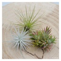 Tschakka Tillandsia, 3 Stück
