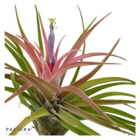 Tschakka Tillandsia, 3 Stück