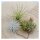 Tschakka Tillandsia, 3 Stück