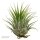 Tschakka Tillandsia, 3 Stück