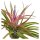 Tschakka Tillandsia, 3 Stück