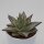 Echeveria agavoides Ebony - 8,5cm
