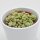 Sedum burrito - 8,5cm