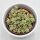 Sedum burrito - 8,5cm