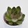 Echeveria Red Tip - 5,5cm