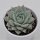 Echeveria colorata - 9cm
