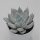 Echeveria Mexican Giant - 10,5cm