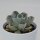 x Pachyveria Opret - 9cm