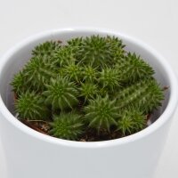 Euphorbia susannae - 8,5cm