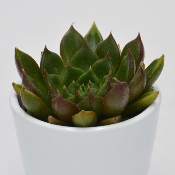 Echeveria setorum Victor - 6cm