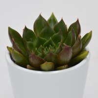 Echeveria setorum Victor - 6cm