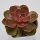 Echeveria Magic Pearl - 10,5cm