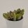 Crassula ovata f. variegata - 8,5cm