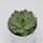 Echeveria hyalina green - 5,5cm
