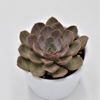 Echeveria Mina - 8,5cm
