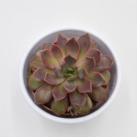 Echeveria Mina - 8,5cm