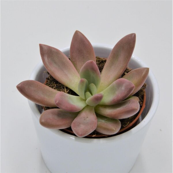 x Graptoveria Pink Donna - 8,5cm