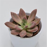 x Graptoveria Pink Donna - 8,5cm