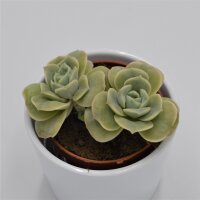 x Graptoveria Lovely Rose - 8,5cm