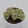 x Graptoveria Lovely Rose - 8,5cm