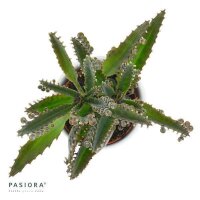Konnichiwa Kalanchoe, 5 Stück