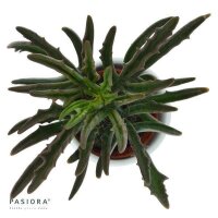Konnichiwa Kalanchoe, 5 Stück
