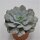 Echeveria Gila - 15cm