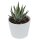 Hei Haworthia, 5 Stück