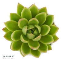 Enchanté Echeveria, 5 Stück