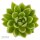 Enchanté Echeveria, 5 Stück
