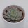 Echeveria halbingeri - 6cm