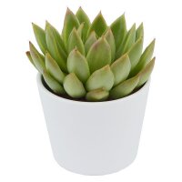 Enchanté Echeveria, 10 Stück