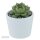 Enchanté Echeveria, 10 Stück
