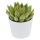 Enchanté Echeveria, 10 Stück