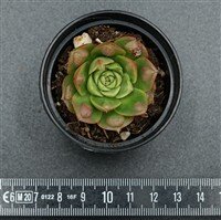 Echeveria longissima var. Bumps