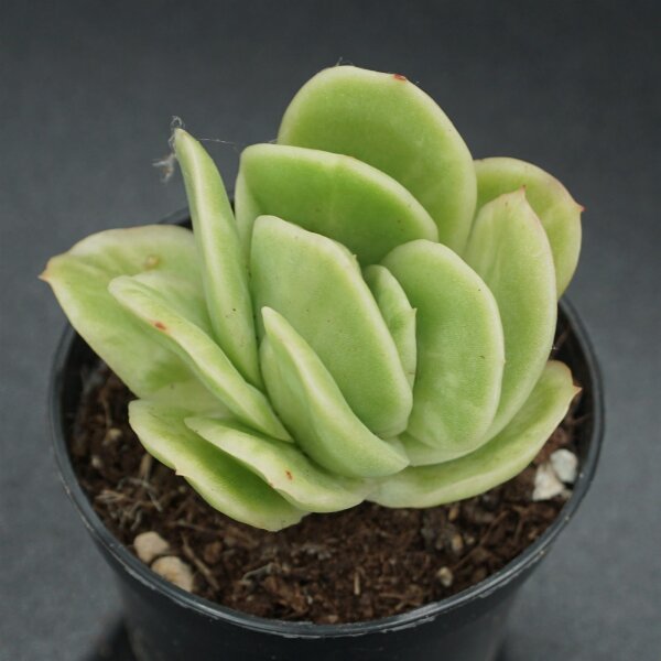 Graptoveria Ice Rose f. variegata 2