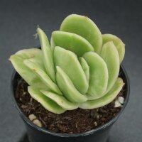 Graptoveria Ice Rose f. variegata 2