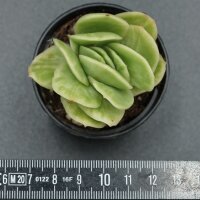 Graptoveria Ice Rose f. variegata 2