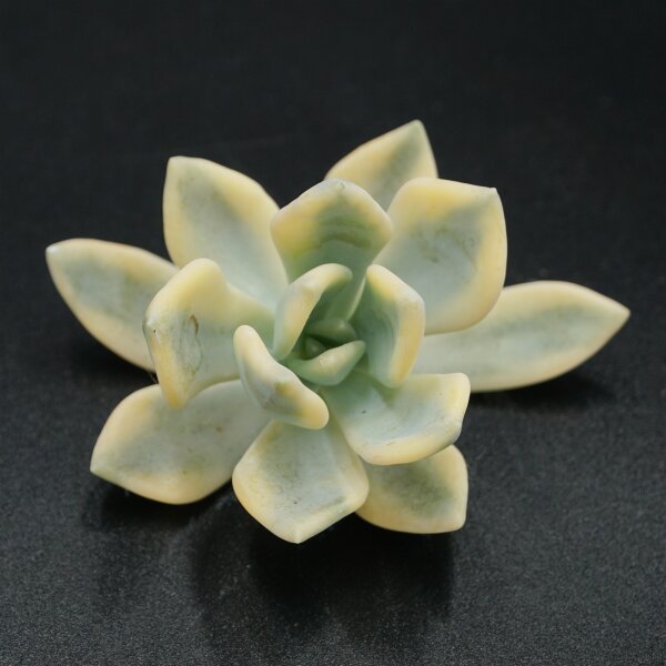Pachyveria f. variegata Steckling