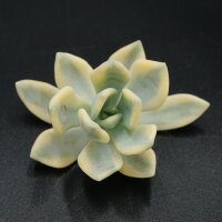 Pachyveria f. variegata Steckling