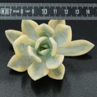 Pachyveria f. variegata Steckling
